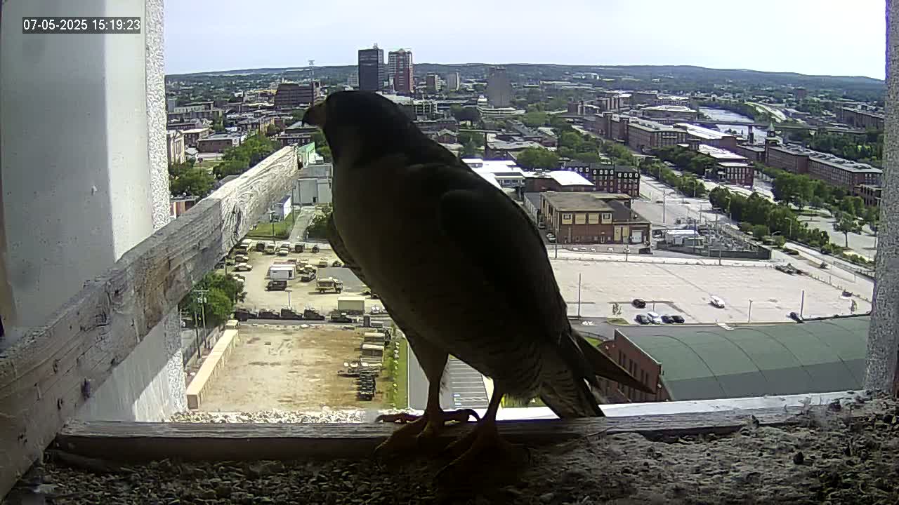 New Hampshire , Manchester City Skyline & Falcons Life Live Cam 1 - Manchester, Hillsborough, New Hampshire, USA