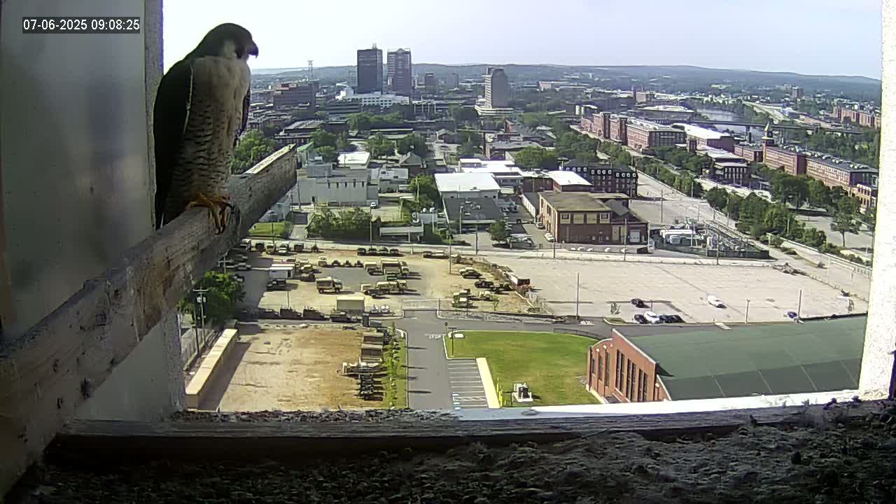 New Hampshire , Manchester City Skyline & Falcons Life Live Cam 1 - Manchester, Hillsborough, New Hampshire, USA