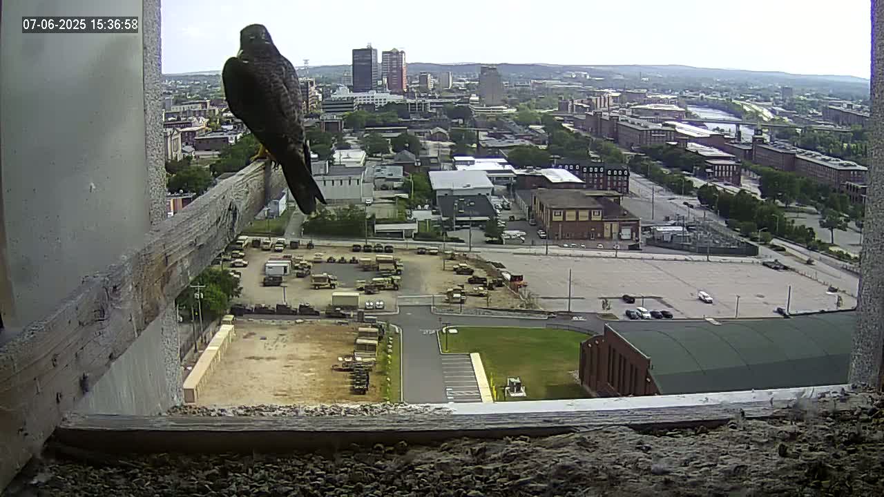 New Hampshire , Manchester City Skyline & Falcons Life Live Cam 1 - Manchester, Hillsborough, New Hampshire, USA