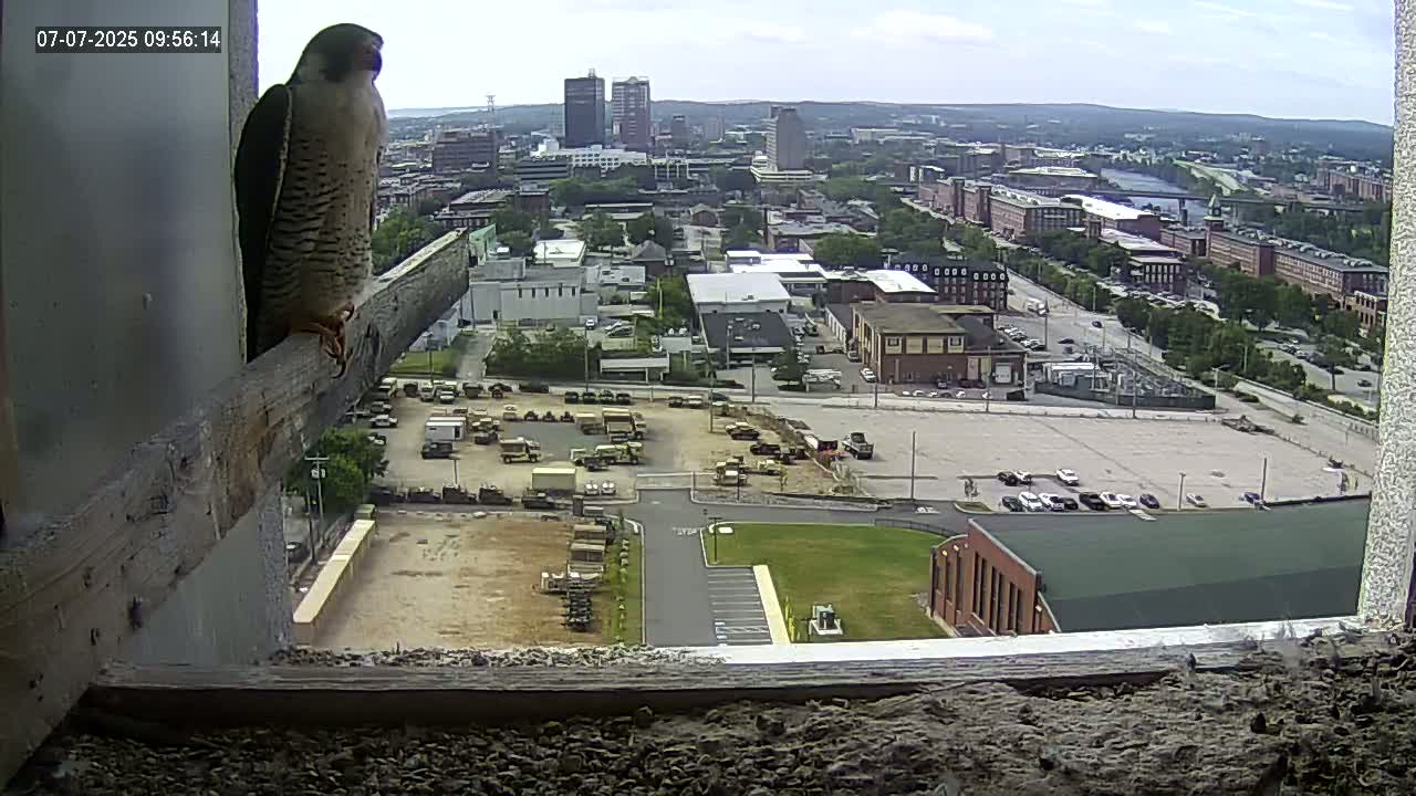 New Hampshire , Manchester City Skyline & Falcons Life Live Cam 1 - Manchester, Hillsborough, New Hampshire, USA