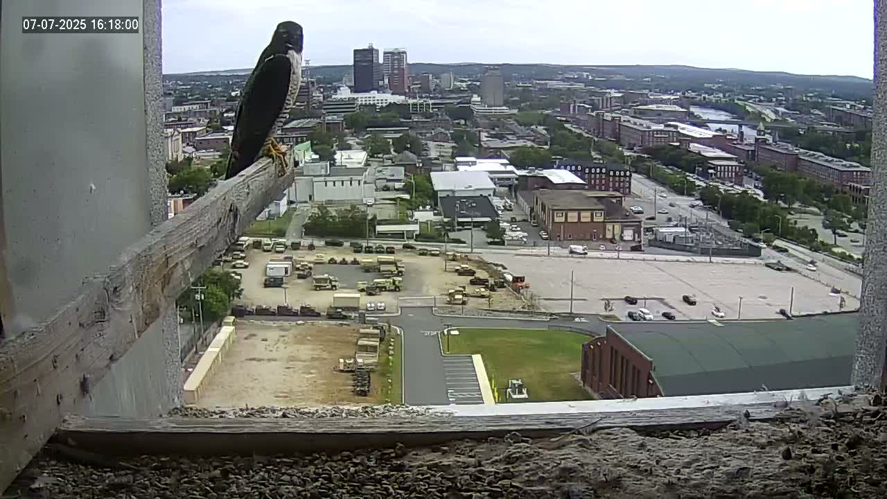 New Hampshire , Manchester City Skyline & Falcons Life Live Cam 1 - Manchester, Hillsborough, New Hampshire, USA