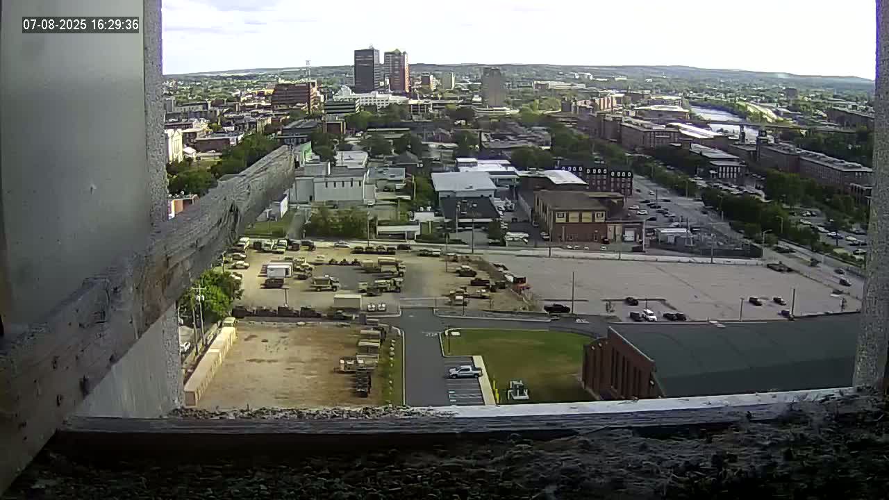 New Hampshire , Manchester City Skyline & Falcons Life Live Cam 1 - Manchester, Hillsborough, New Hampshire, USA
