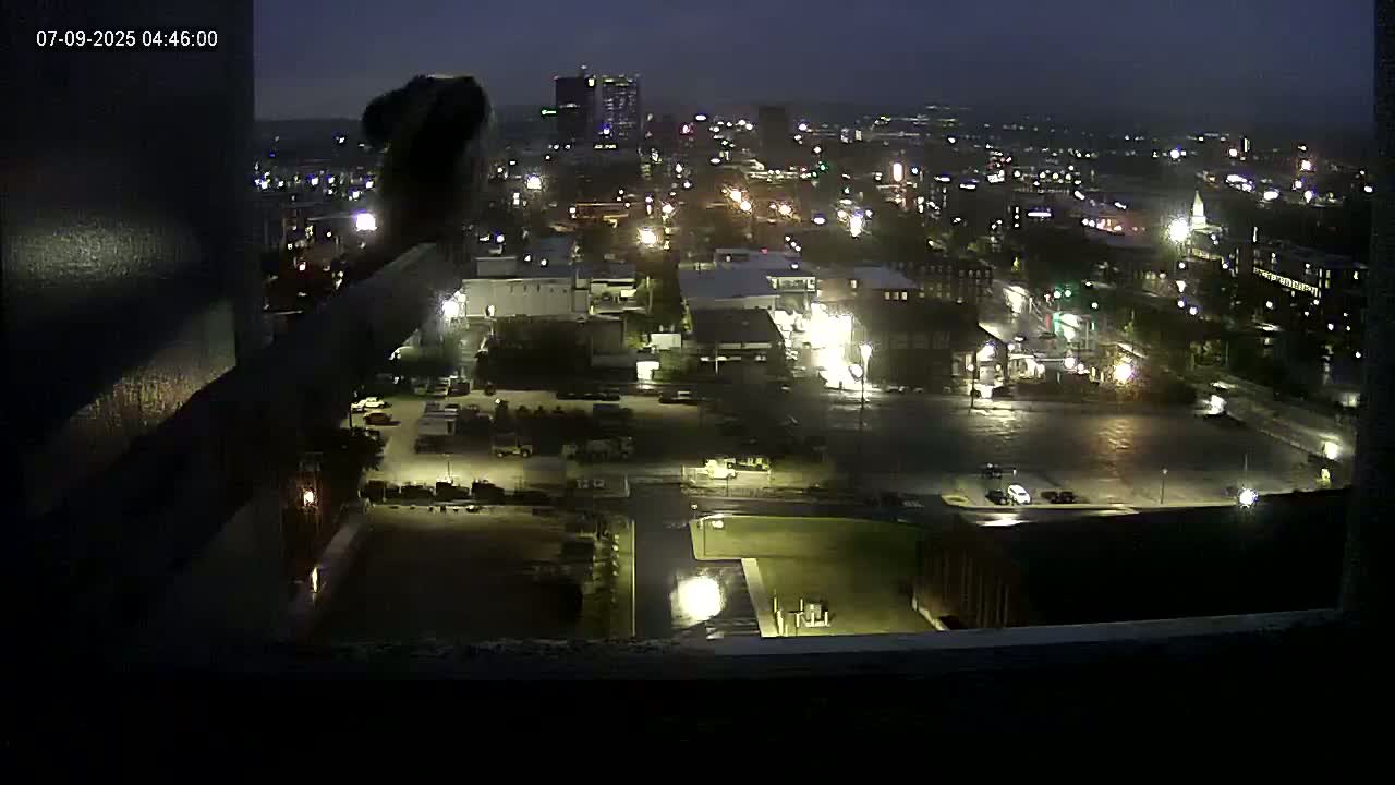 New Hampshire , Manchester City Skyline & Falcons Life Live Cam 1 - Manchester, Hillsborough, New Hampshire, USA