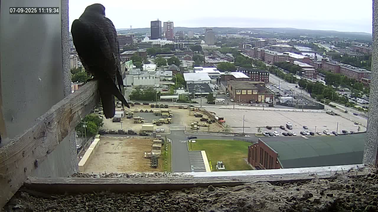 New Hampshire , Manchester City Skyline & Falcons Life Live Cam 1 - Manchester, Hillsborough, New Hampshire, USA