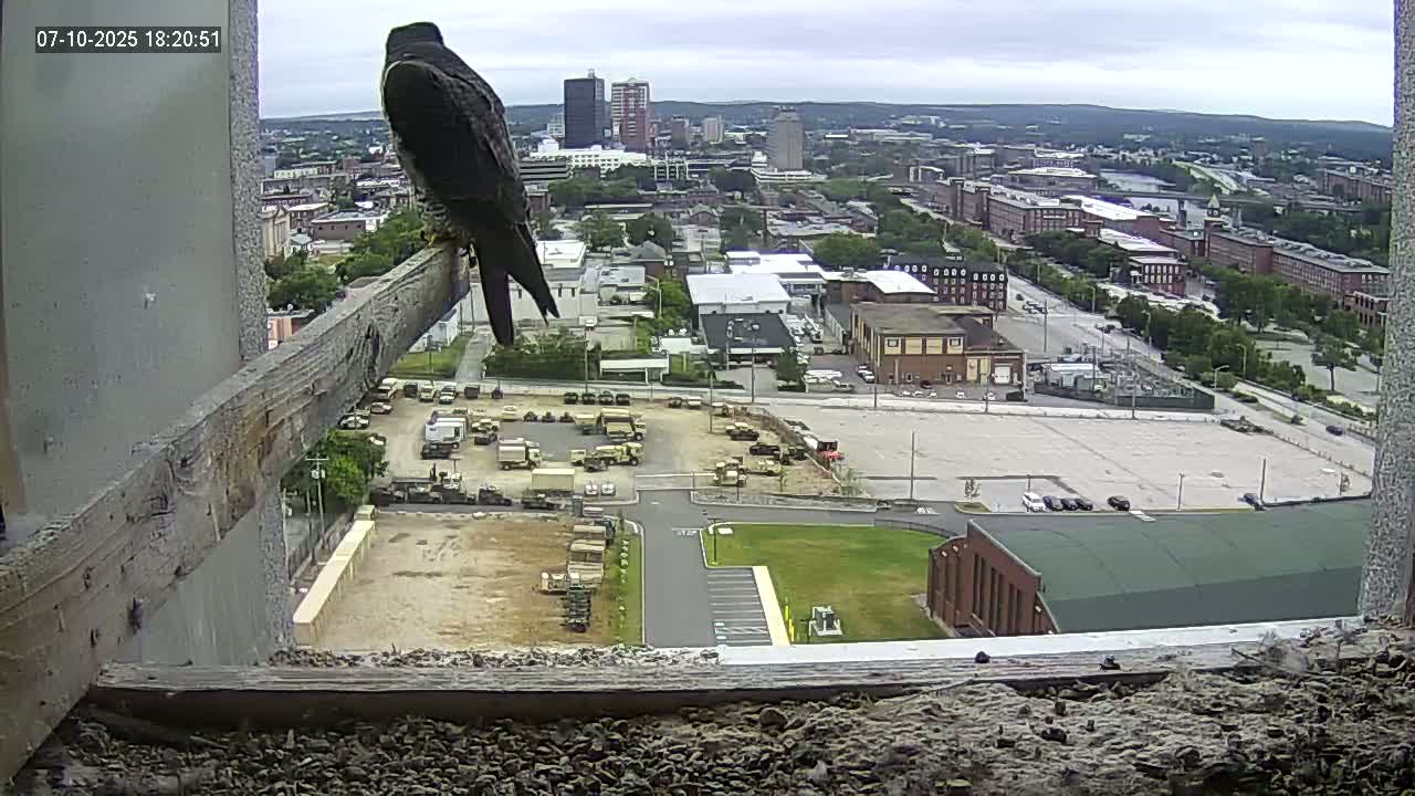 New Hampshire , Manchester City Skyline & Falcons Life Live Cam 1 - Manchester, Hillsborough, New Hampshire, USA
