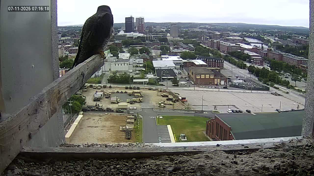 New Hampshire , Manchester City Skyline & Falcons Life Live Cam 1 - Manchester, Hillsborough, New Hampshire, USA