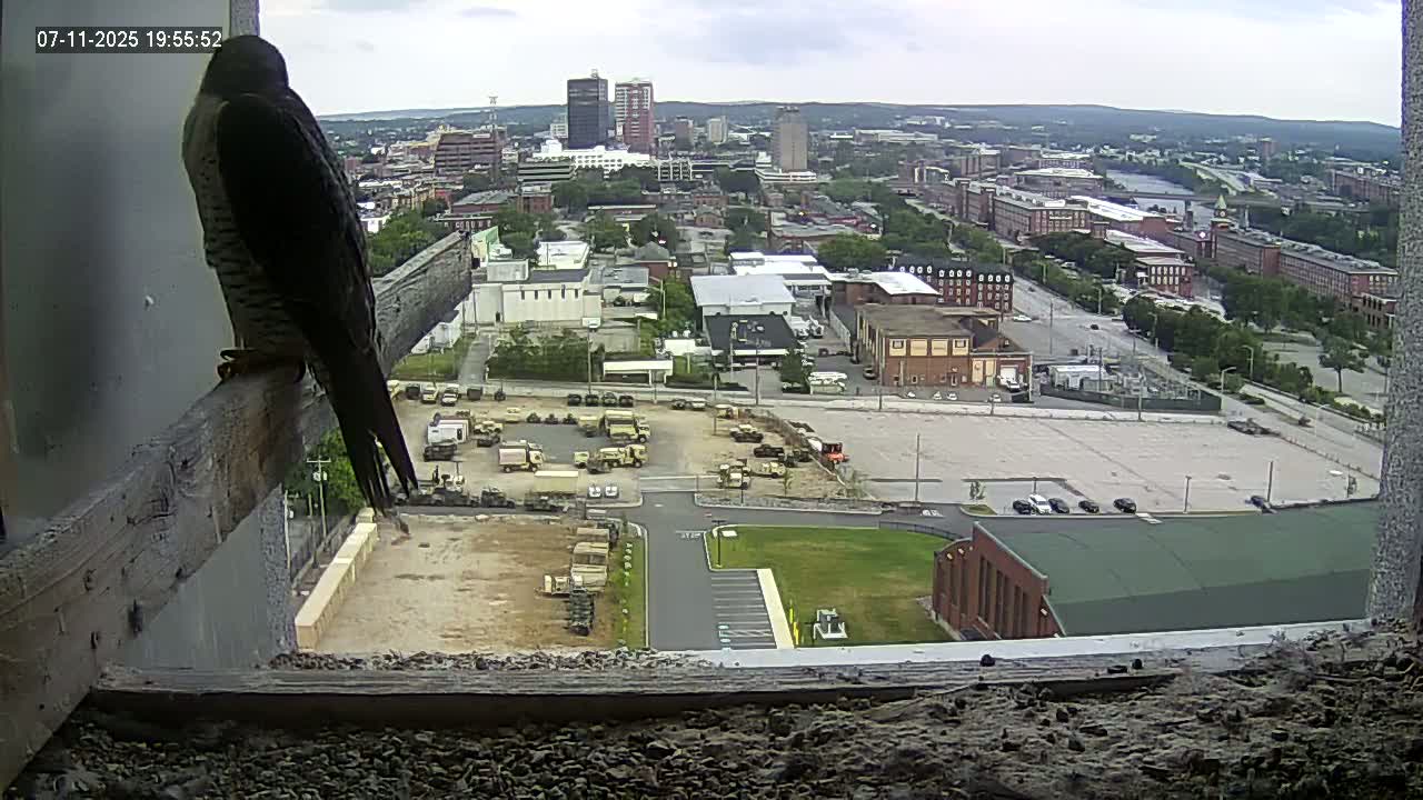 New Hampshire , Manchester City Skyline & Falcons Life Live Cam 1 - Manchester, Hillsborough, New Hampshire, USA