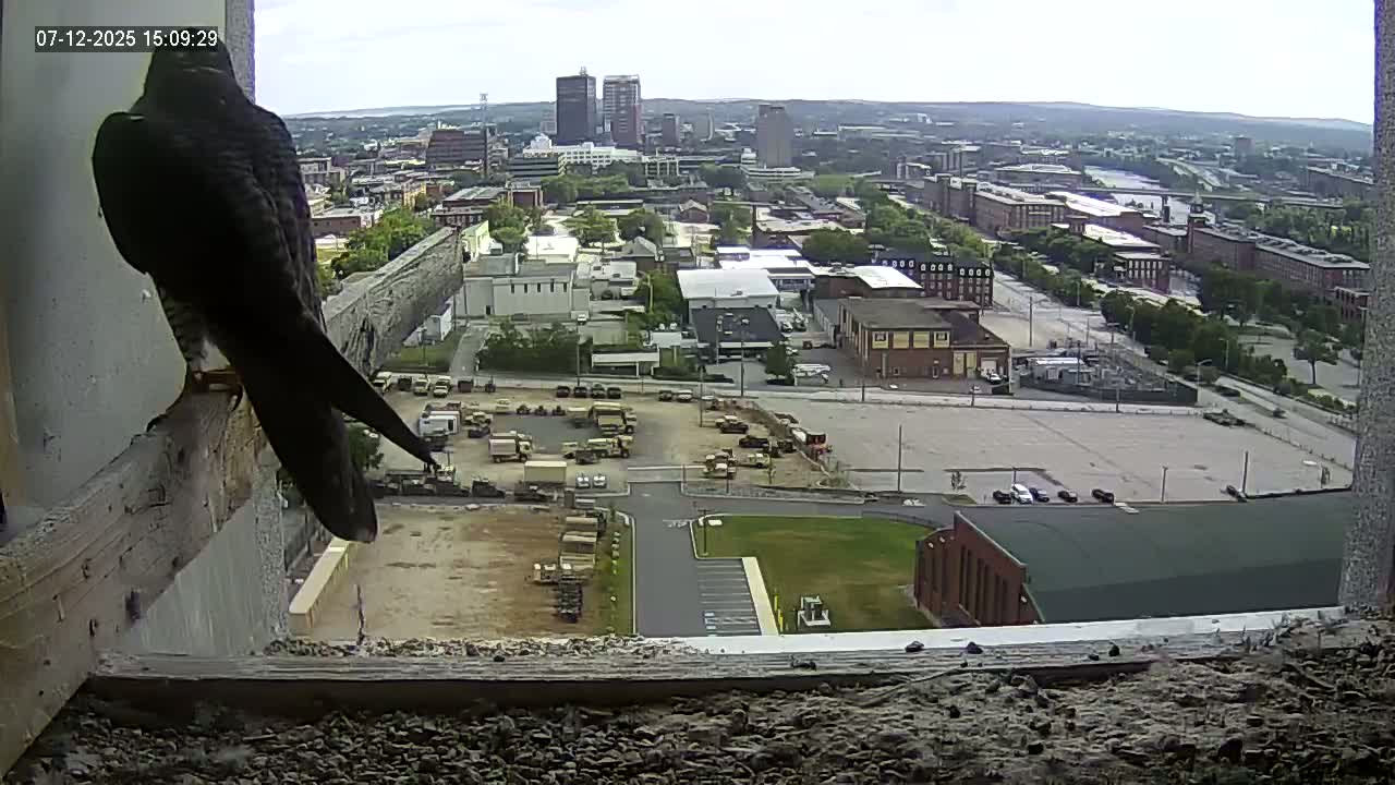 New Hampshire , Manchester City Skyline & Falcons Life Live Cam 1 - Manchester, Hillsborough, New Hampshire, USA