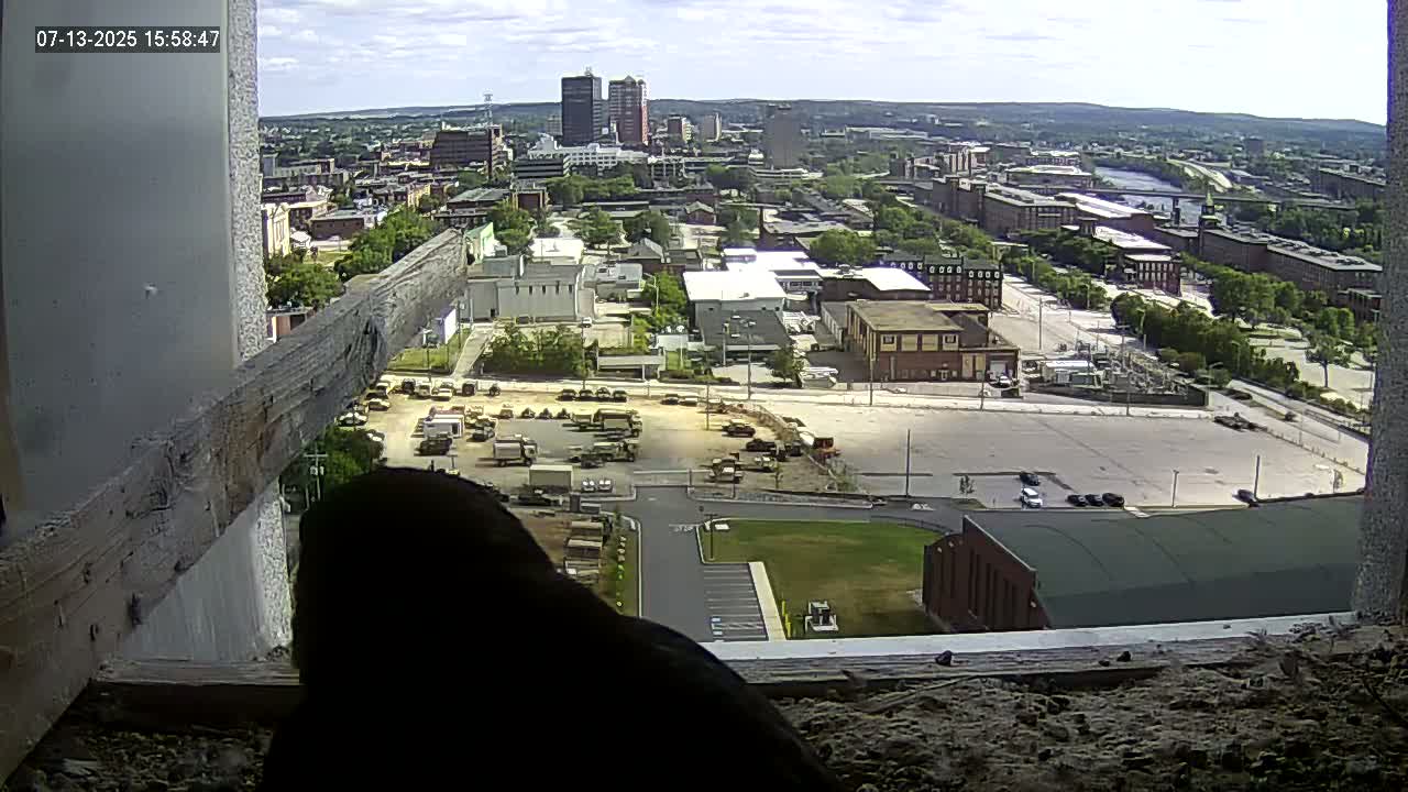 New Hampshire , Manchester City Skyline & Falcons Life Live Cam 1 - Manchester, Hillsborough, New Hampshire, USA