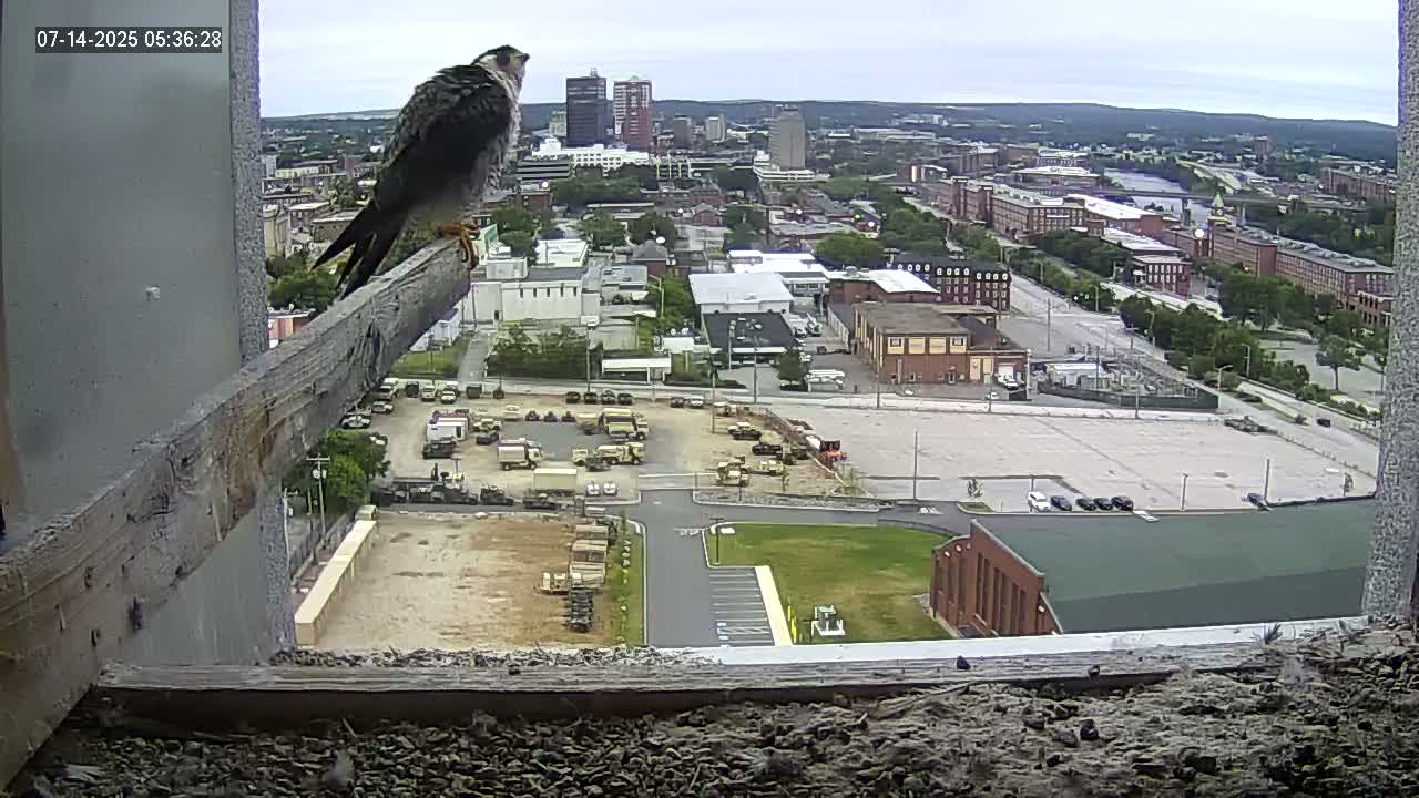 New Hampshire , Manchester City Skyline & Falcons Life Live Cam 1 - Manchester, Hillsborough, New Hampshire, USA