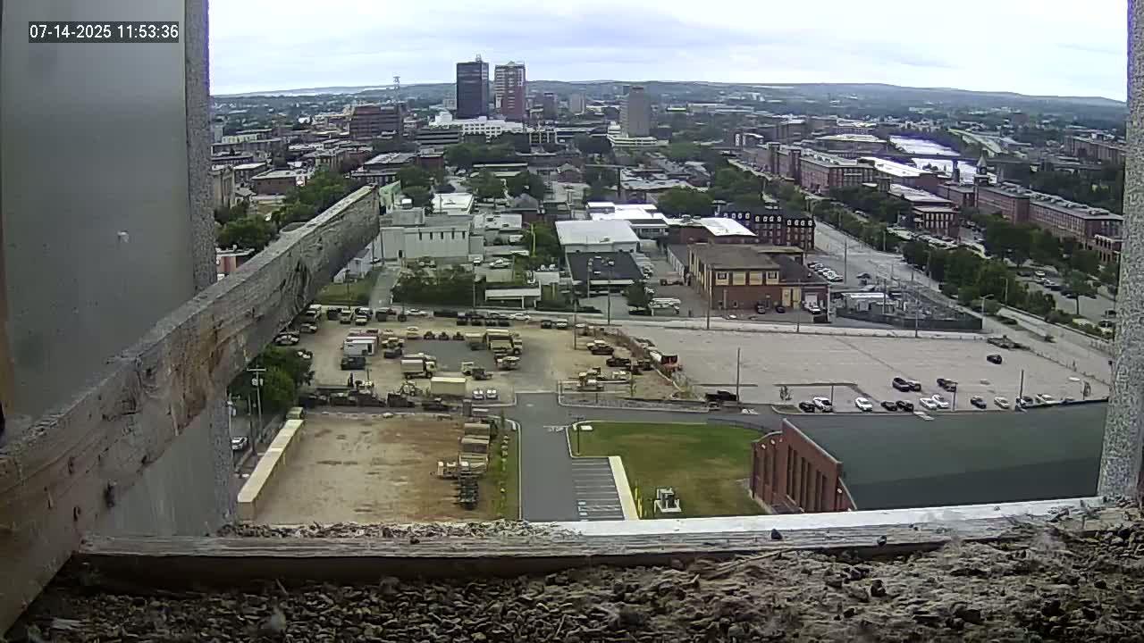New Hampshire , Manchester City Skyline & Falcons Life Live Cam 1 - Manchester, Hillsborough, New Hampshire, USA