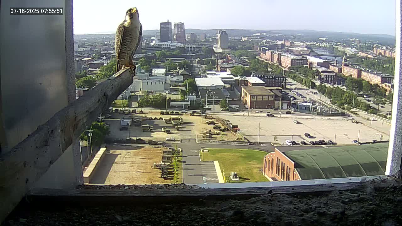 New Hampshire , Manchester City Skyline & Falcons Life Live Cam 1 - Manchester, Hillsborough, New Hampshire, USA