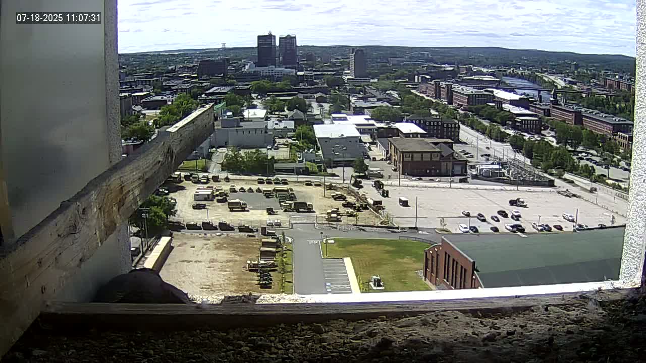 New Hampshire , Manchester City Skyline & Falcons Life Live Cam 1 - Manchester, Hillsborough, New Hampshire, USA