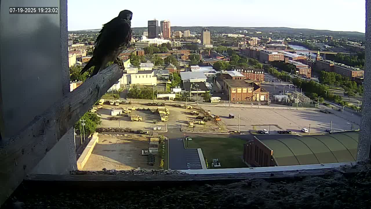 New Hampshire , Manchester City Skyline & Falcons Life Live Cam 1 - Manchester, Hillsborough, New Hampshire, USA
