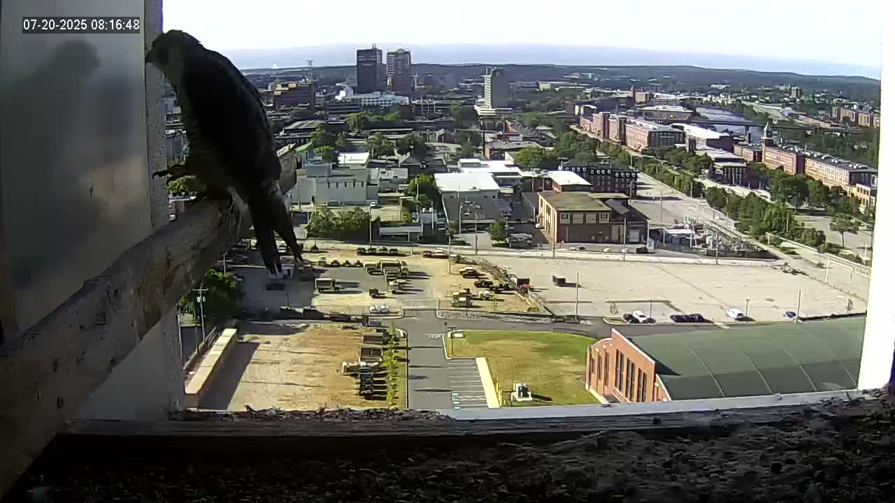 New Hampshire , Manchester City Skyline & Falcons Life Live Cam 1 - Manchester, Hillsborough, New Hampshire, USA