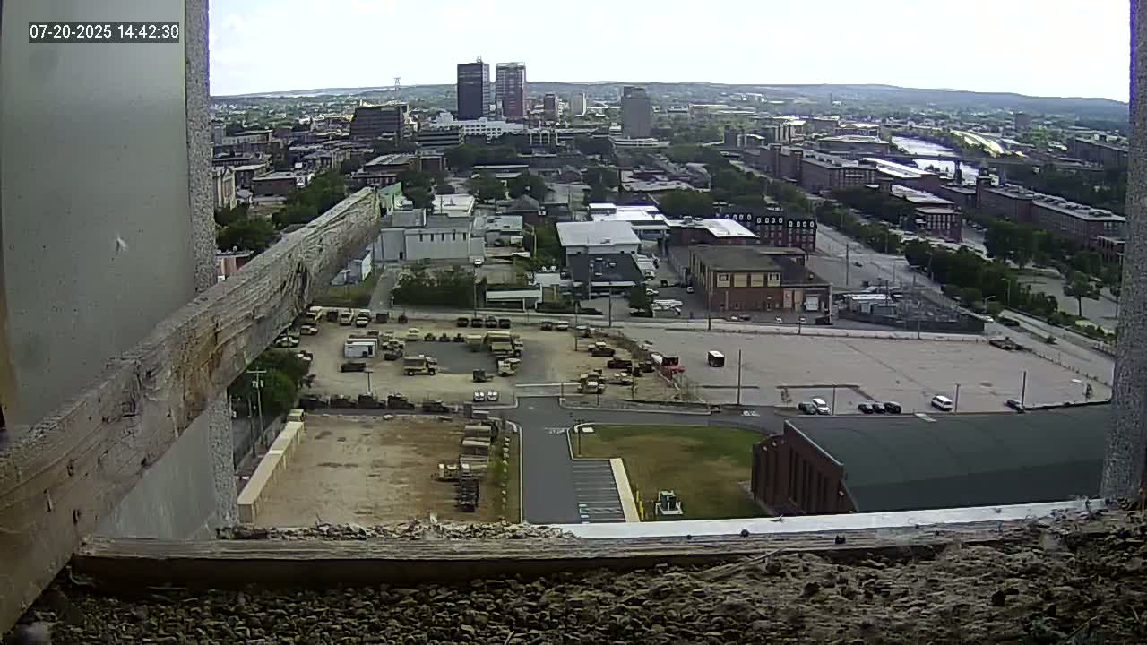 New Hampshire , Manchester City Skyline & Falcons Life Live Cam 1 - Manchester, Hillsborough, New Hampshire, USA