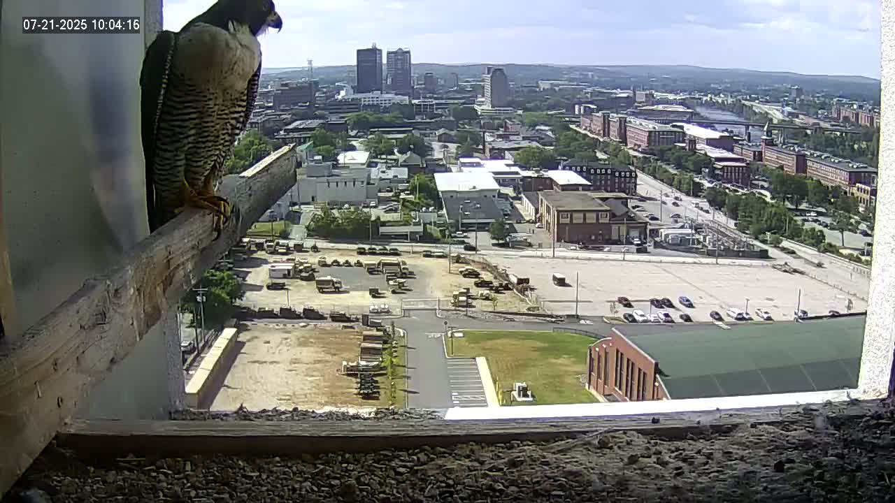 New Hampshire , Manchester City Skyline & Falcons Life Live Cam 1 - Manchester, Hillsborough, New Hampshire, USA