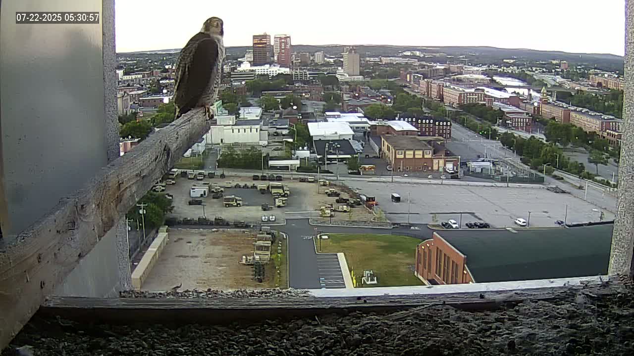 New Hampshire , Manchester City Skyline & Falcons Life Live Cam 1 - Manchester, Hillsborough, New Hampshire, USA