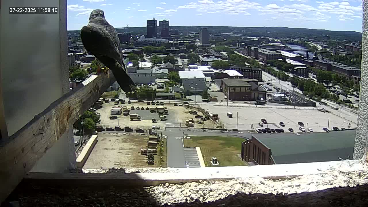 New Hampshire , Manchester City Skyline & Falcons Life Live Cam 1 - Manchester, Hillsborough, New Hampshire, USA