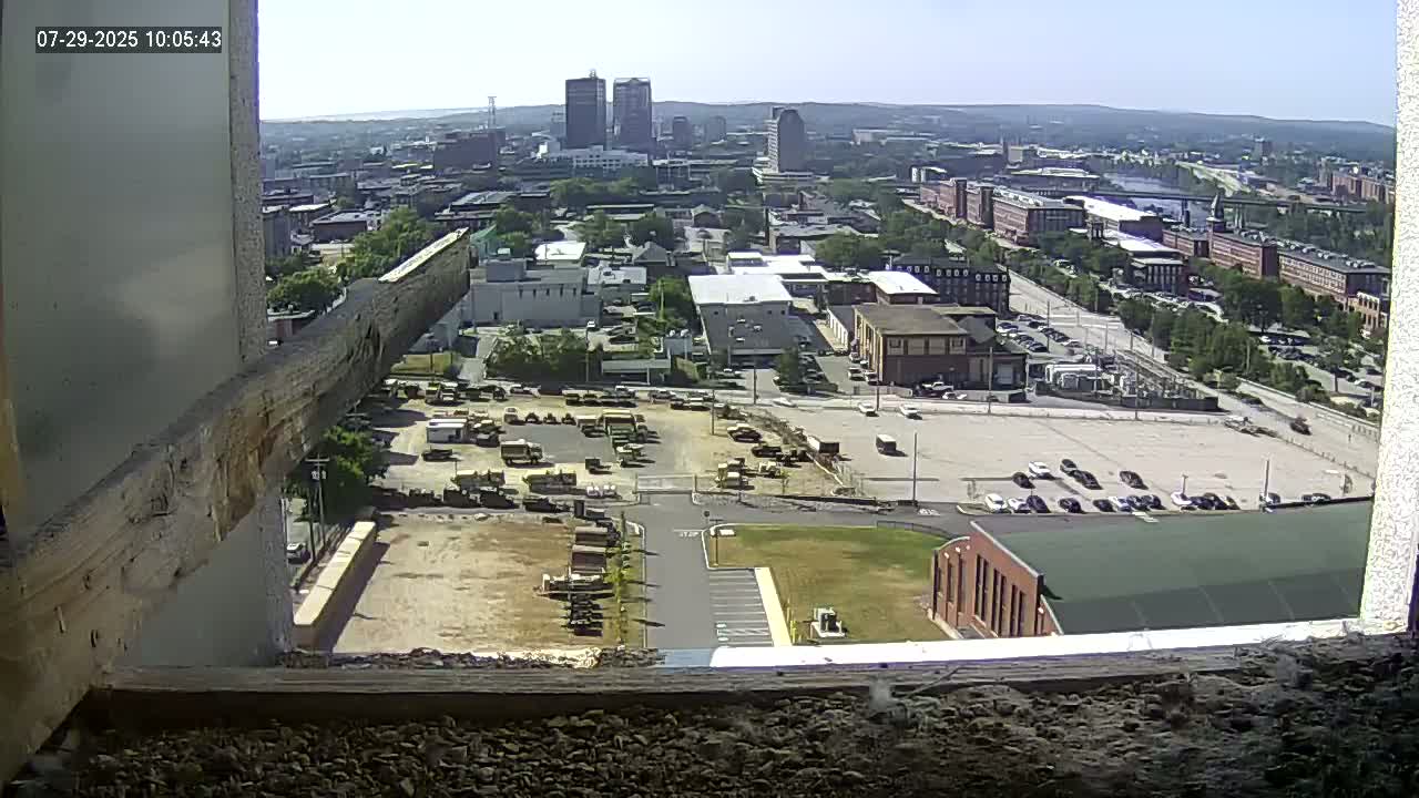 New Hampshire , Manchester City Skyline & Falcons Life Live Cam 1 - Manchester, Hillsborough, New Hampshire, USA