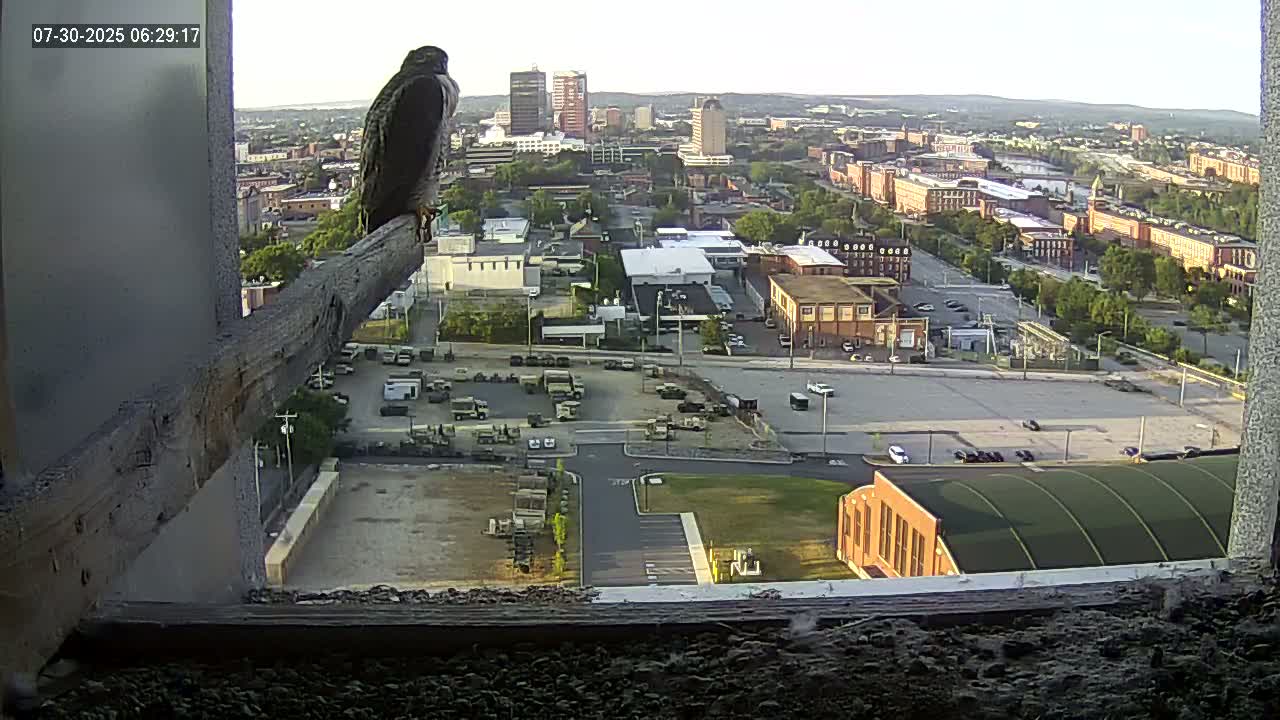 New Hampshire , Manchester City Skyline & Falcons Life Live Cam 1 - Manchester, Hillsborough, New Hampshire, USA