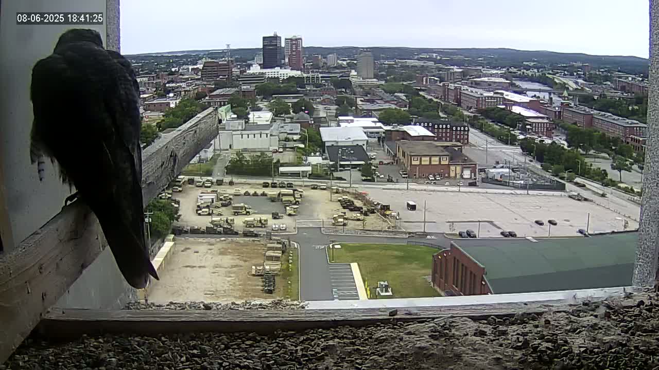 New Hampshire , Manchester City Skyline & Falcons Life Live Cam 1 - Manchester, Hillsborough, New Hampshire, USA
