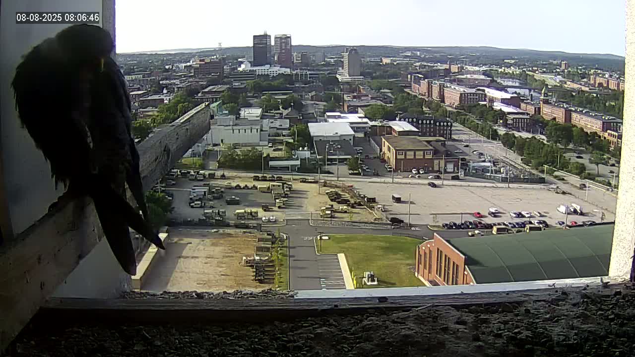 New Hampshire , Manchester City Skyline & Falcons Life Live Cam 1 - Manchester, Hillsborough, New Hampshire, USA