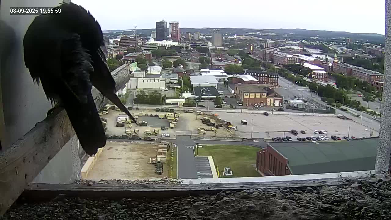 New Hampshire , Manchester City Skyline & Falcons Life Live Cam 1 - Manchester, Hillsborough, New Hampshire, USA