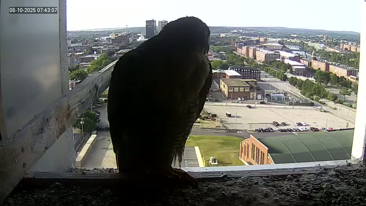 New Hampshire , Manchester City Skyline & Falcons Life Live Cam 1 - Manchester, Hillsborough, New Hampshire, USA
