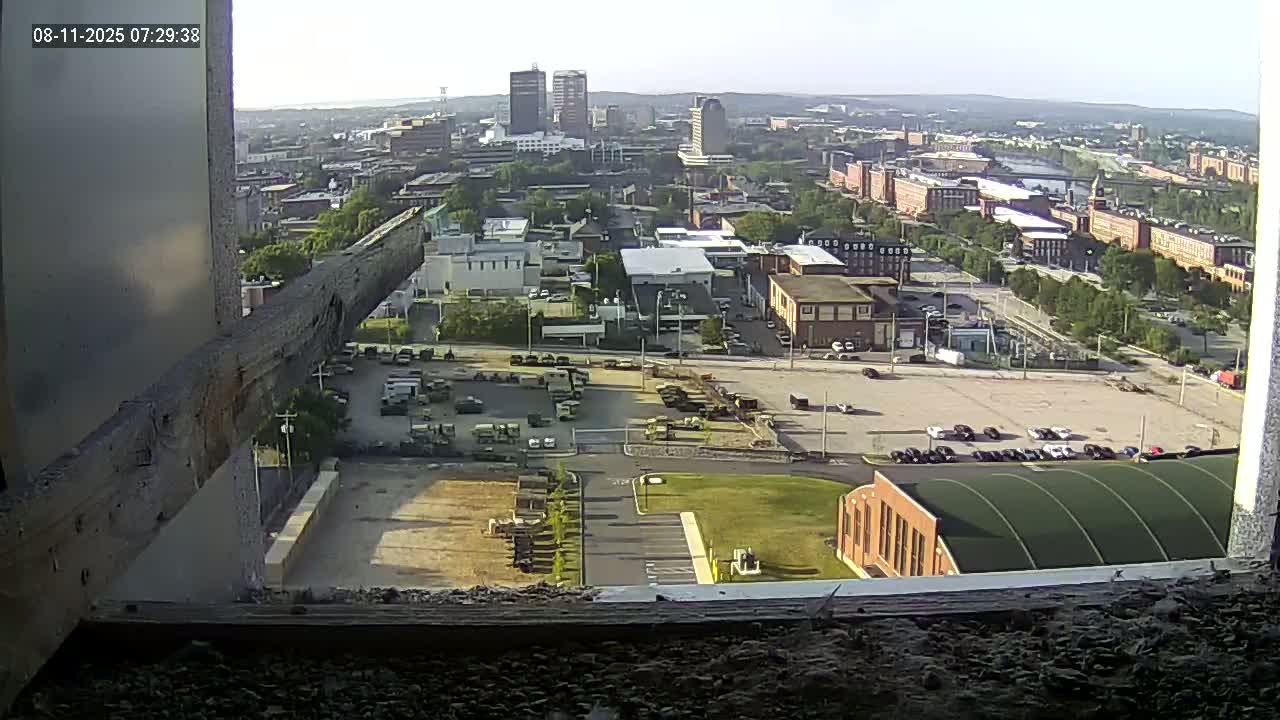 New Hampshire , Manchester City Skyline & Falcons Life Live Cam 1 - Manchester, Hillsborough, New Hampshire, USA