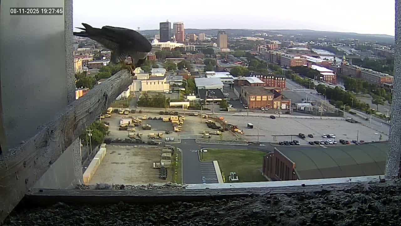 New Hampshire , Manchester City Skyline & Falcons Life Live Cam 1 - Manchester, Hillsborough, New Hampshire, USA