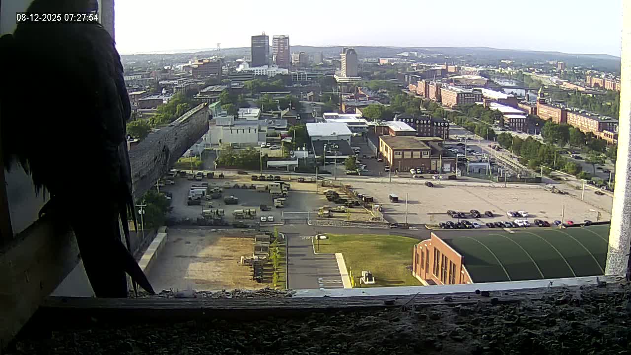 New Hampshire , Manchester City Skyline & Falcons Life Live Cam 1 - Manchester, Hillsborough, New Hampshire, USA