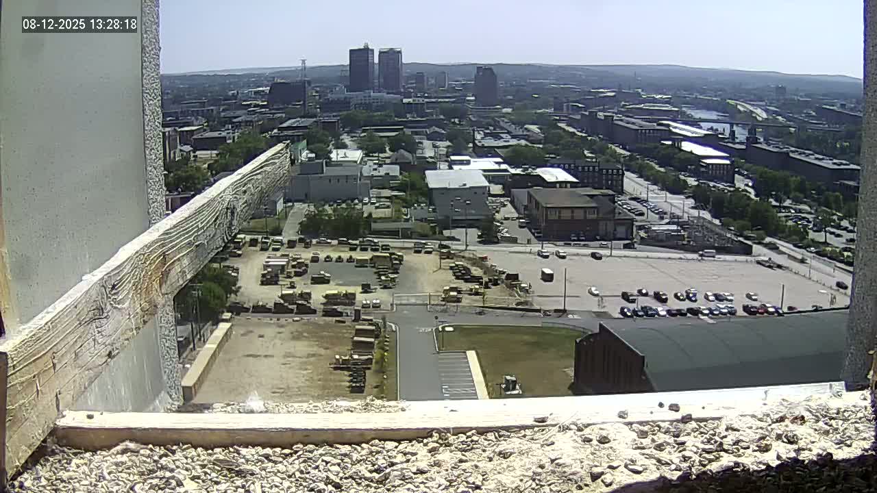 New Hampshire , Manchester City Skyline & Falcons Life Live Cam 1 - Manchester, Hillsborough, New Hampshire, USA