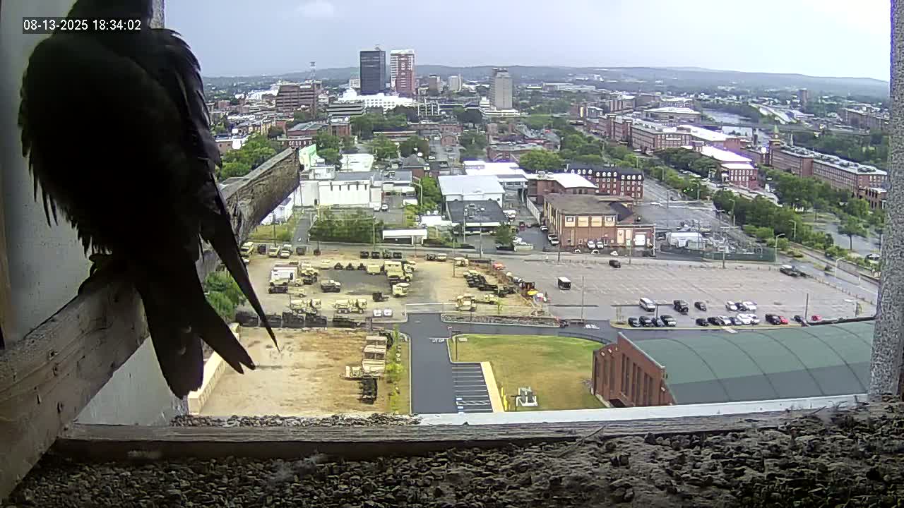 New Hampshire , Manchester City Skyline & Falcons Life Live Cam 1 - Manchester, Hillsborough, New Hampshire, USA