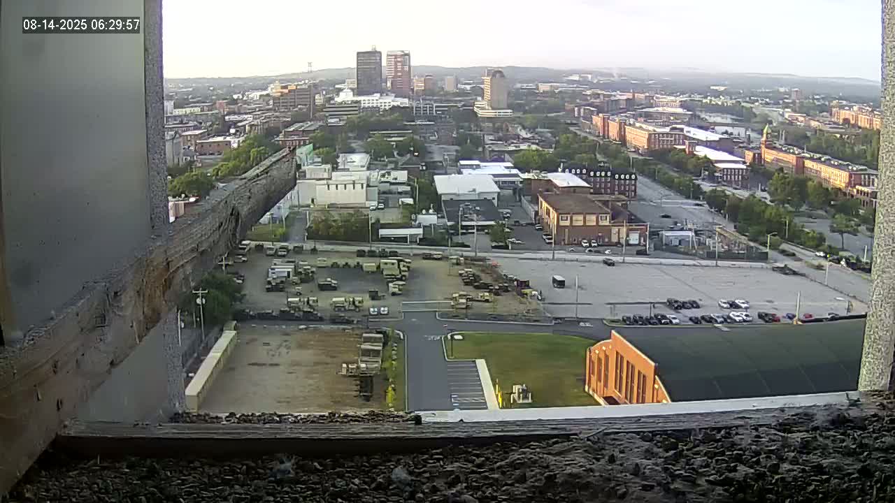 New Hampshire , Manchester City Skyline & Falcons Life Live Cam 1 - Manchester, Hillsborough, New Hampshire, USA