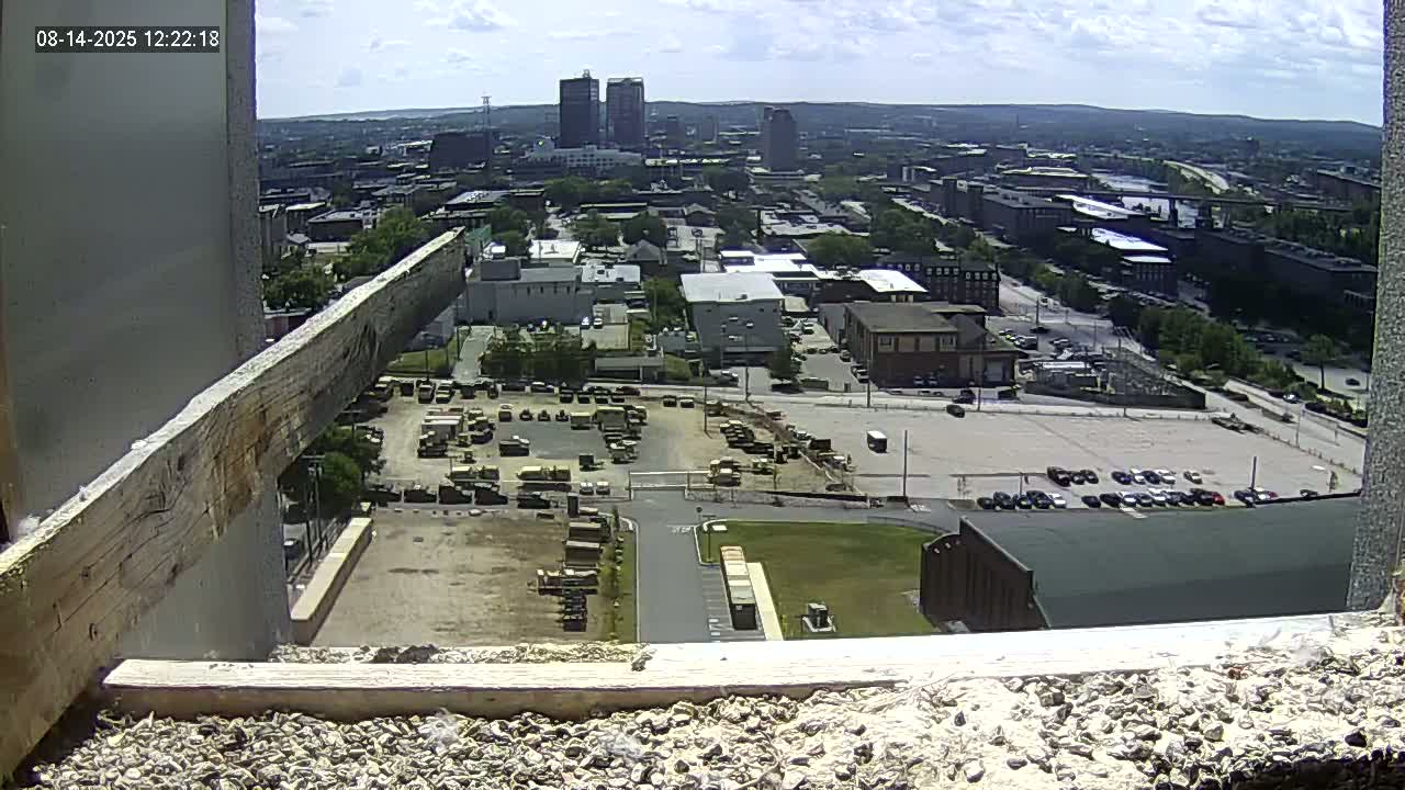 New Hampshire , Manchester City Skyline & Falcons Life Live Cam 1 - Manchester, Hillsborough, New Hampshire, USA