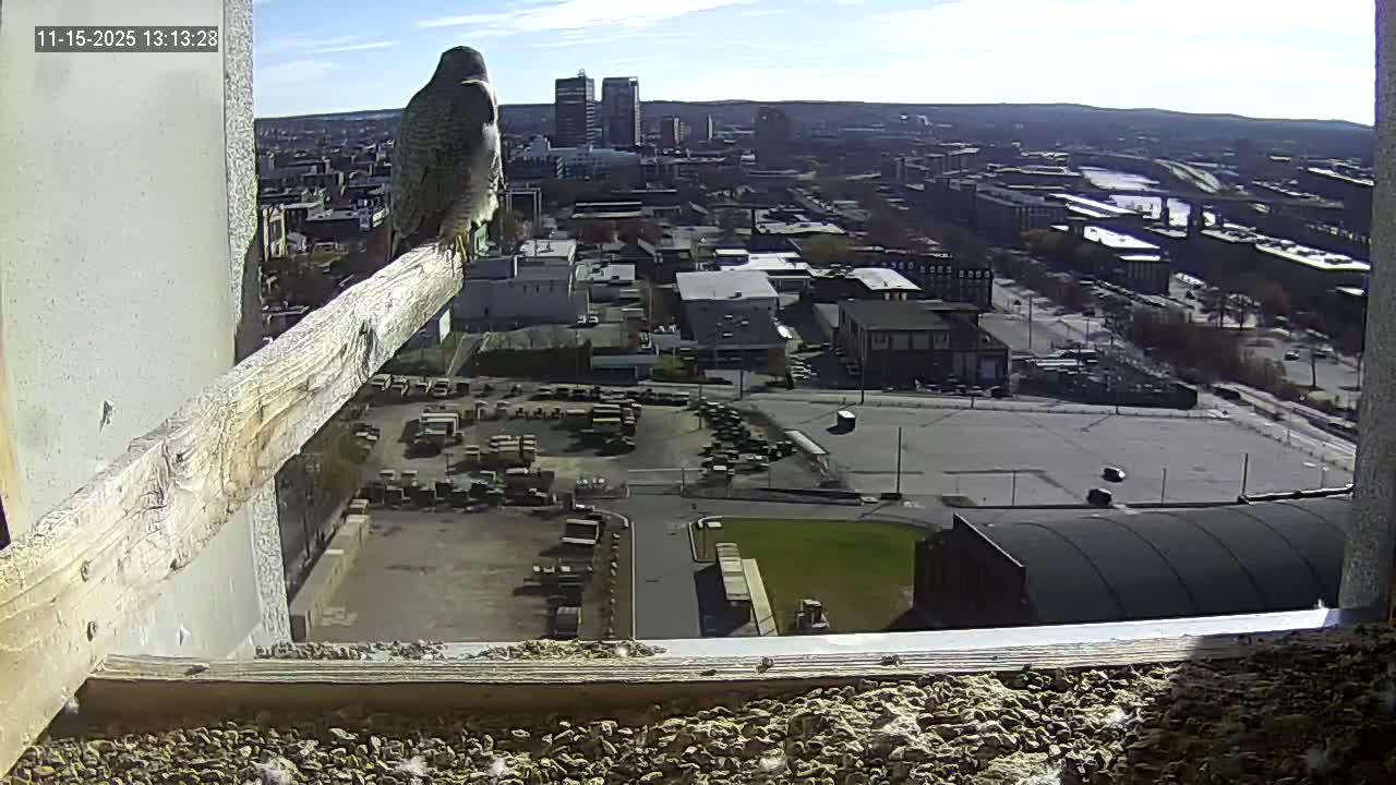 New Hampshire , Manchester City Skyline & Falcons Life Live Cam 1 - Manchester, Hillsborough, New Hampshire, USA
