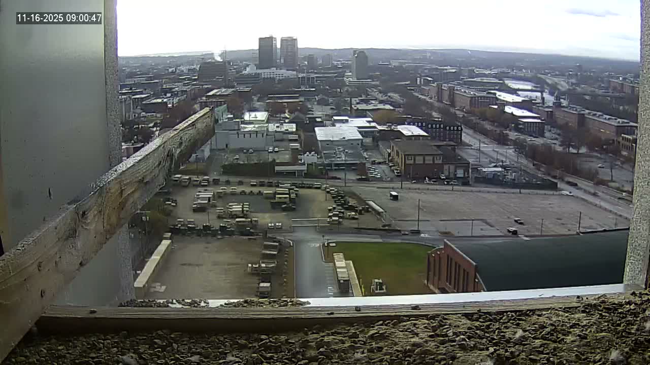 New Hampshire , Manchester City Skyline & Falcons Life Live Cam 1 - Manchester, Hillsborough, New Hampshire, USA