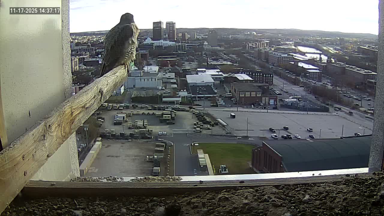 New Hampshire , Manchester City Skyline & Falcons Life Live Cam 1 - Manchester, Hillsborough, New Hampshire, USA