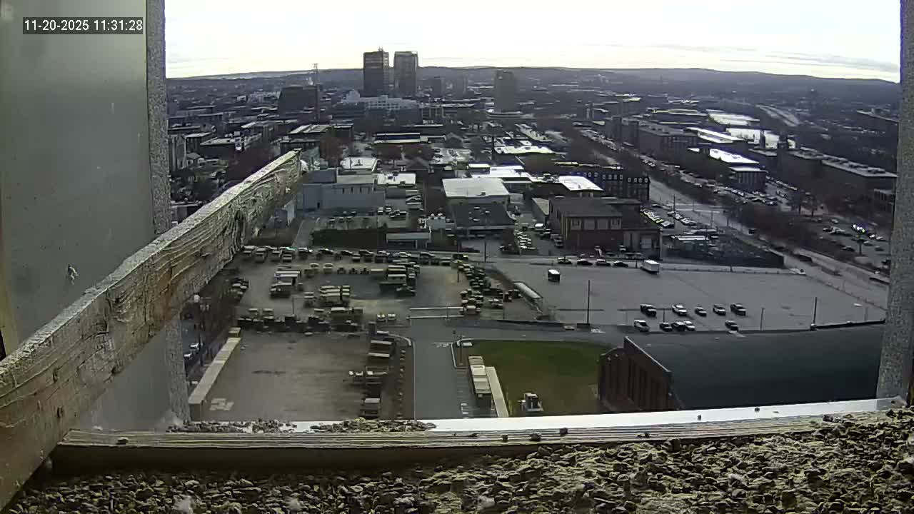 New Hampshire , Manchester City Skyline & Falcons Life Live Cam 1 - Manchester, Hillsborough, New Hampshire, USA