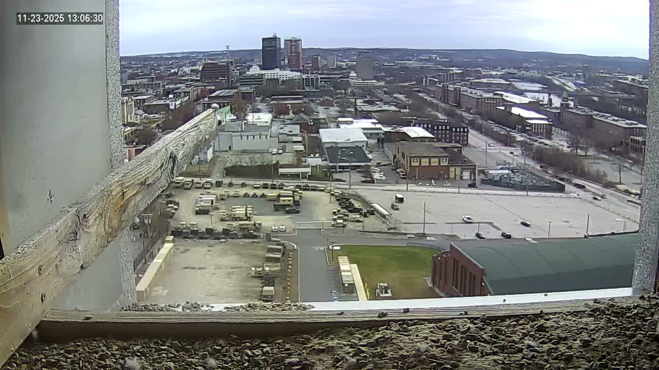 New Hampshire , Manchester City Skyline & Falcons Life Live Cam 1 - Manchester, Hillsborough, New Hampshire, USA