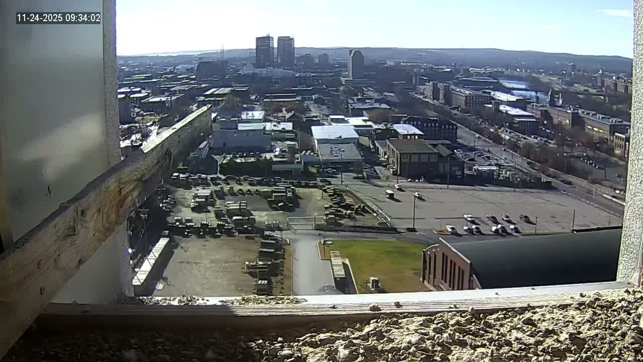 New Hampshire , Manchester City Skyline & Falcons Life Live Cam 1 - Manchester, Hillsborough, New Hampshire, USA