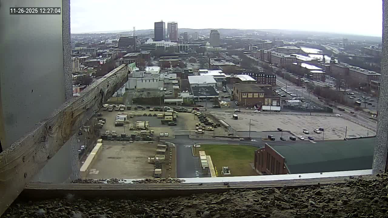 New Hampshire , Manchester City Skyline & Falcons Life Live Cam 1 - Manchester, Hillsborough, New Hampshire, USA