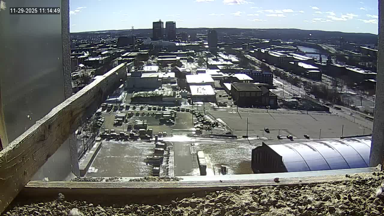 New Hampshire , Manchester City Skyline & Falcons Life Live Cam 1 - Manchester, Hillsborough, New Hampshire, USA