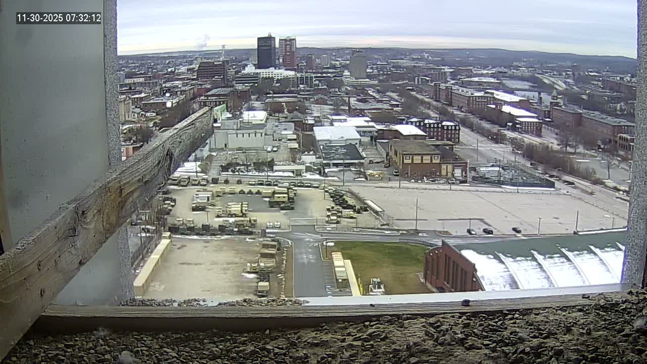 New Hampshire , Manchester City Skyline & Falcons Life Live Cam 1 - Manchester, Hillsborough, New Hampshire, USA