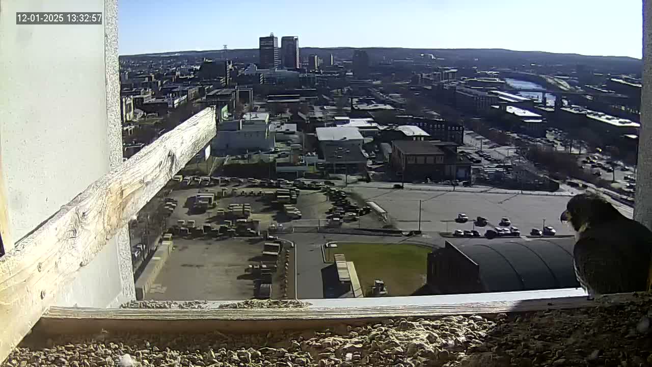 New Hampshire , Manchester City Skyline & Falcons Life Live Cam 1 - Manchester, Hillsborough, New Hampshire, USA