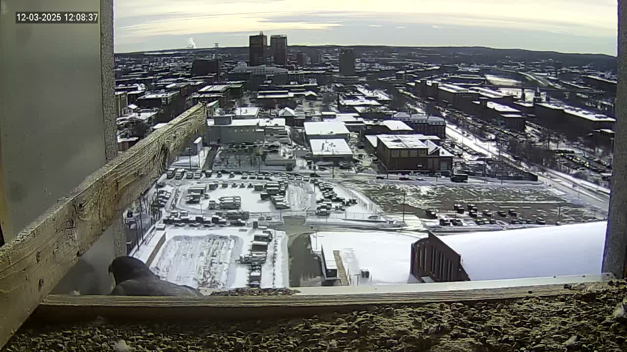 New Hampshire , Manchester City Skyline & Falcons Life Live Cam 1 - Manchester, Hillsborough, New Hampshire, USA