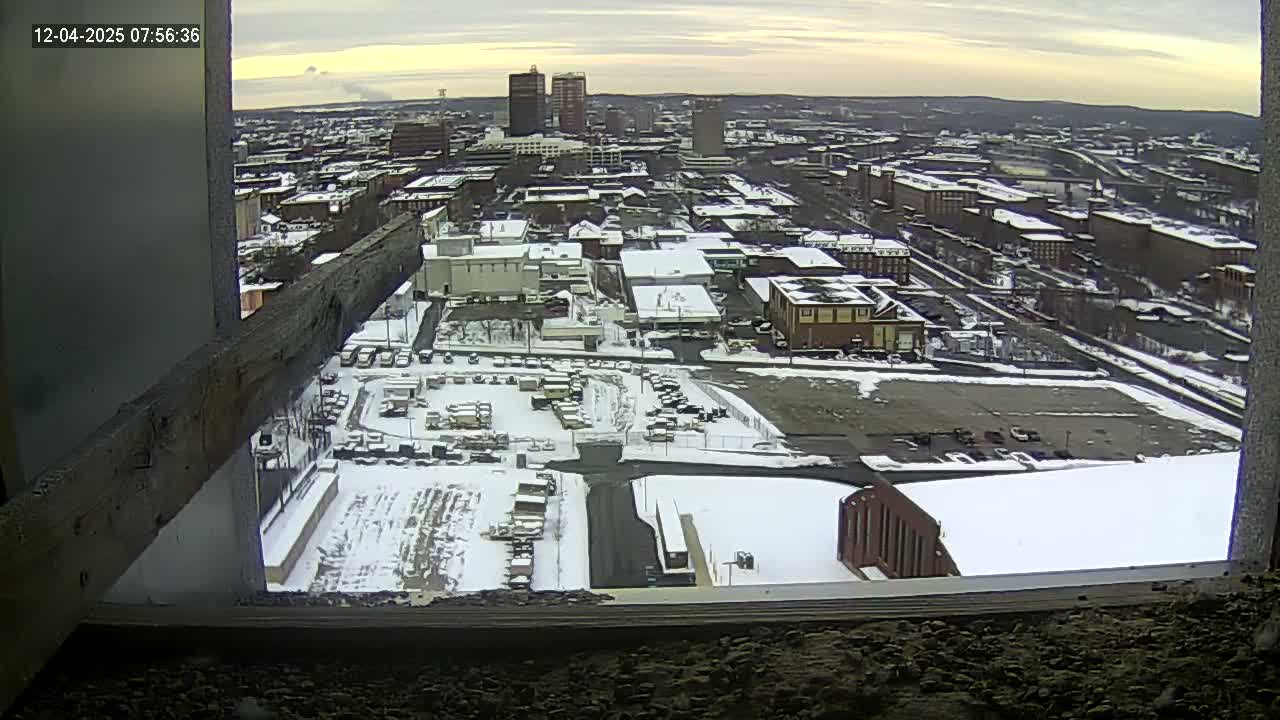 New Hampshire , Manchester City Skyline & Falcons Life Live Cam 1 - Manchester, Hillsborough, New Hampshire, USA