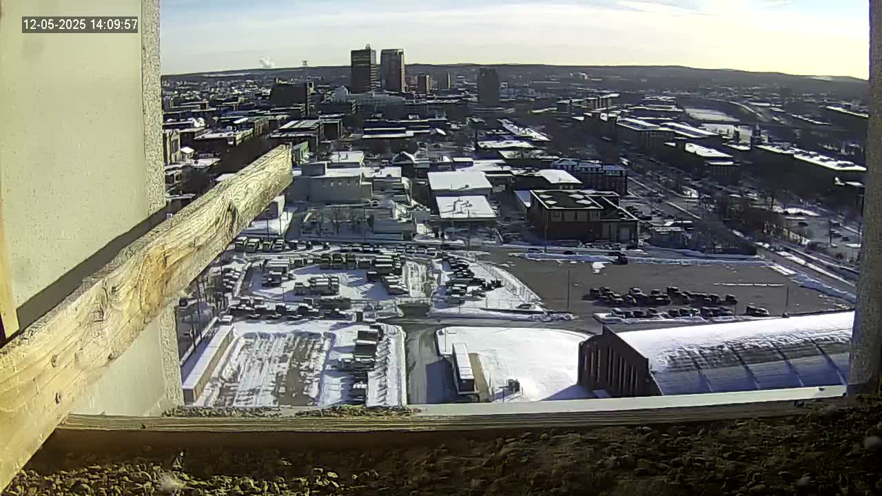 New Hampshire , Manchester City Skyline & Falcons Life Live Cam 1 - Manchester, Hillsborough, New Hampshire, USA