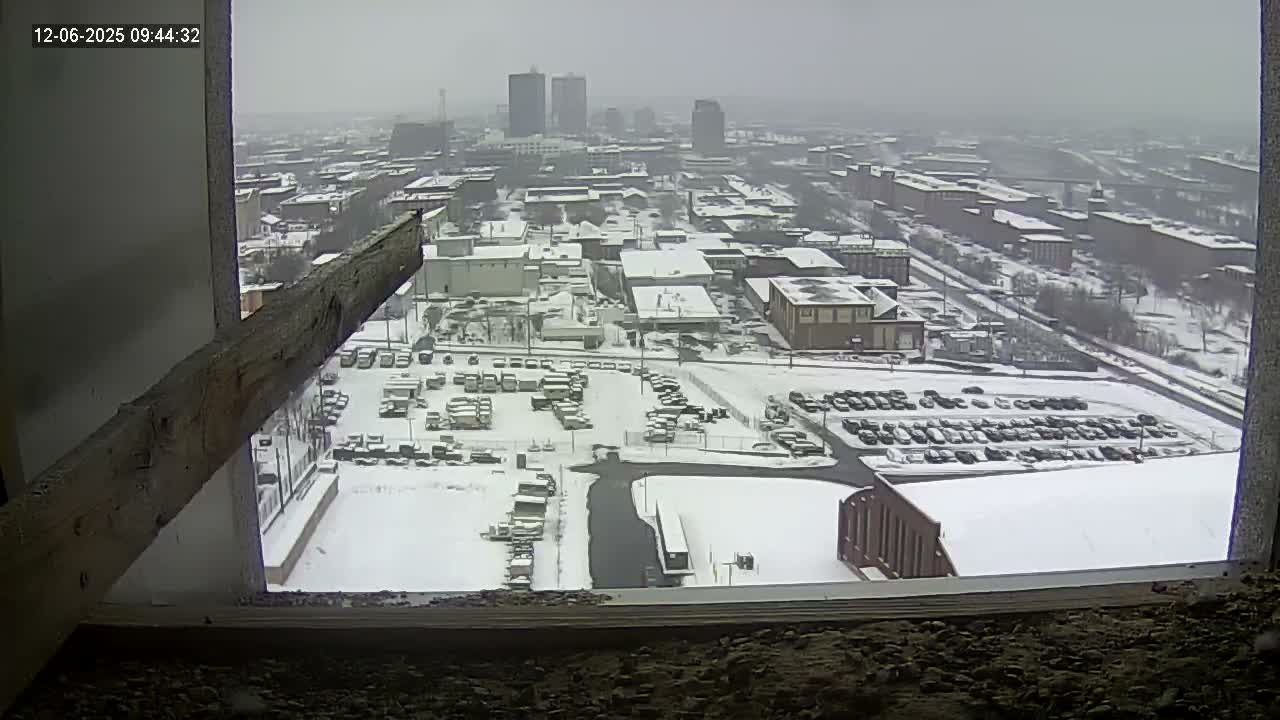 New Hampshire , Manchester City Skyline & Falcons Life Live Cam 1 - Manchester, Hillsborough, New Hampshire, USA